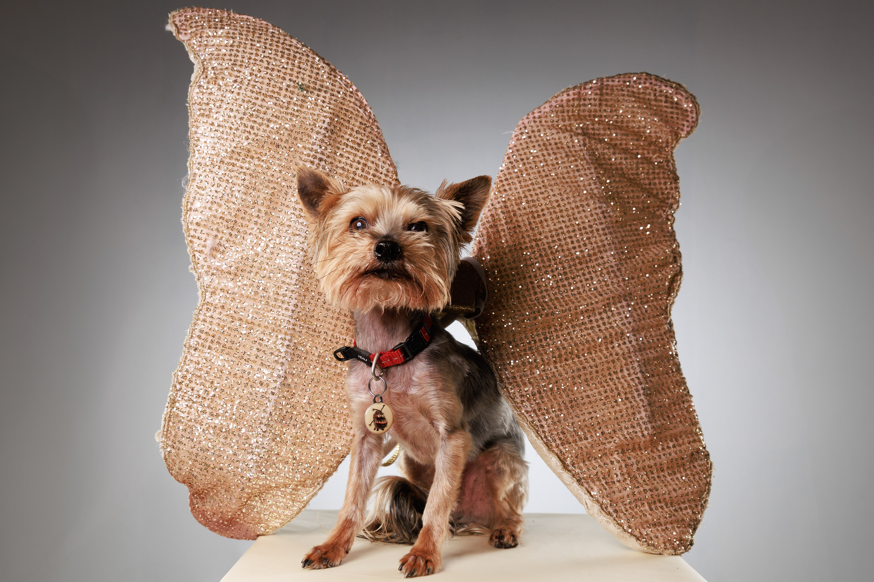 Dog Toys Advertising